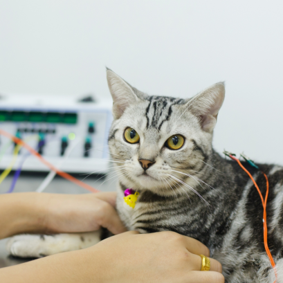 ศูนย์การแพทย์เฉพาะด้านทางเลือก